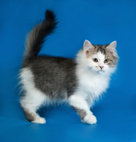 Fluffy little white kitten with spots are on blue — Stock Photo, Image