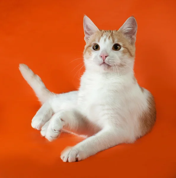 Gatito blanco y rojo acostado en naranja —  Fotos de Stock