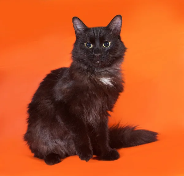 Nero soffice gatto si siede su arancione — Foto Stock
