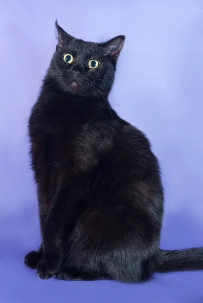 Black cat sitting on lilac — Stock Photo, Image