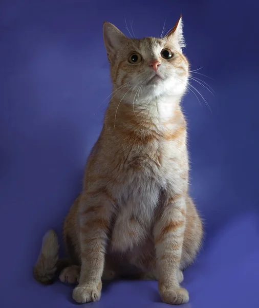 Ginger tabby gato sentado en azul —  Fotos de Stock