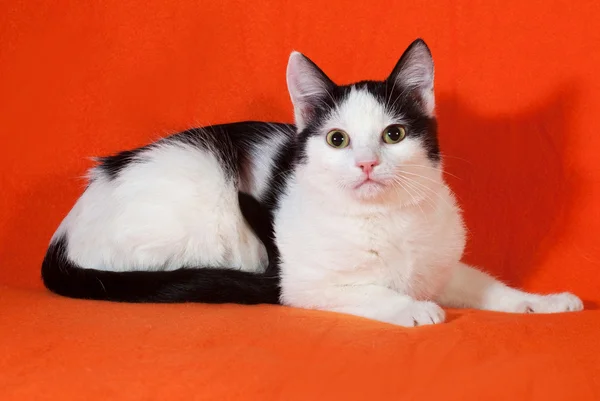 Blanco con manchas negras gatito acostado en naranja — Foto de Stock