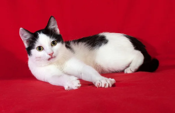 White with black spots kitten sharpening claws on sofa — Stock Photo, Image