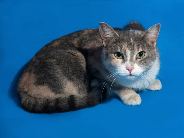 Tricolor cat sitting on blue — Stock Photo, Image