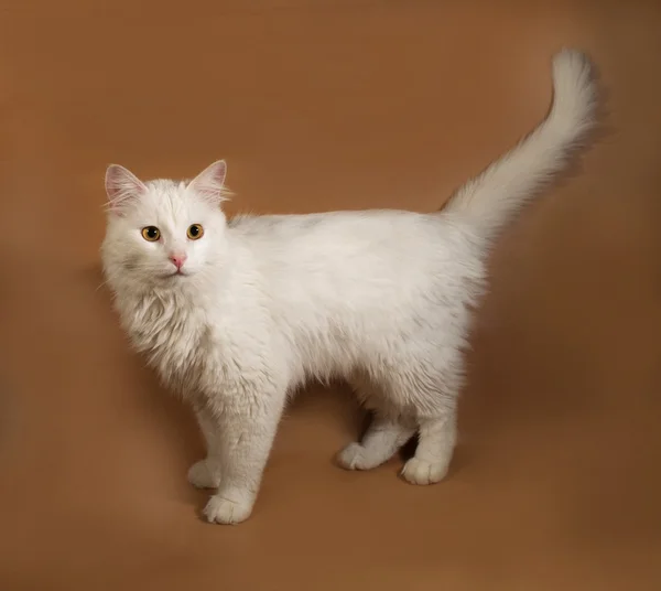 Kabarık beyaz kedi altın üzerinde yalan — Stok fotoğraf