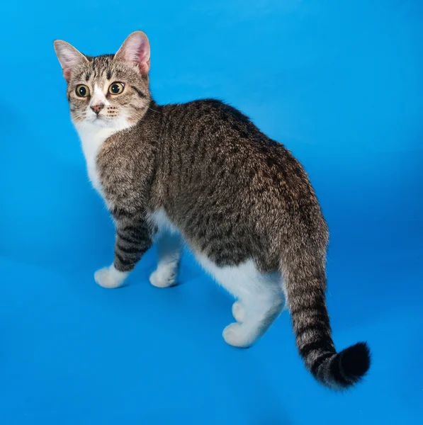 Striped with white kitten standing on blue — Stock Photo, Image