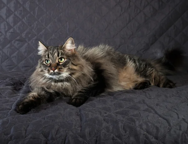 Fluffy Siberian tabby cat lying on quilt — Stock Photo, Image