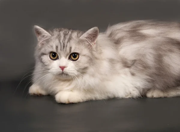 Branco e cinza gato escocês Dobre mentiras em cinza — Fotografia de Stock