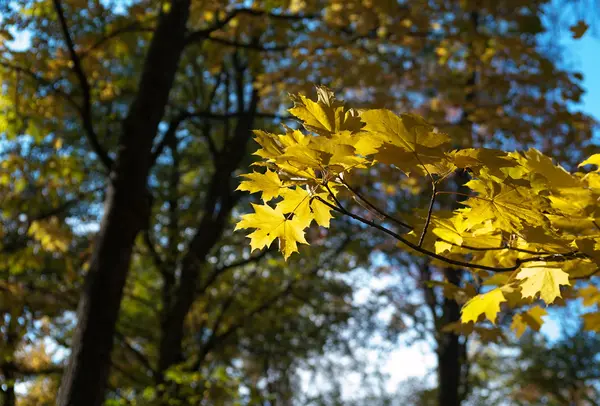 Otoño hojas de arce contra el cielo azul —  Fotos de Stock