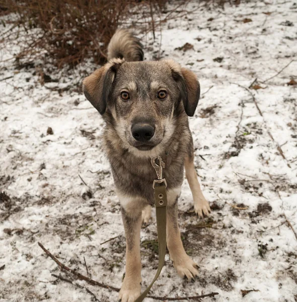 Gray young dog sitting on snow — Stock Photo, Image