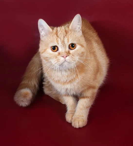 Zázvor kočka kočka, Scottish Fold sedí na burgundské — Stock fotografie