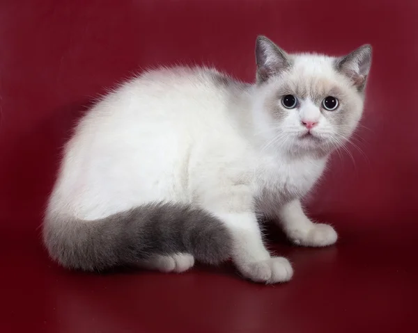 Gatto bianco e grigio scozzese Piegare seduto su bordeaux — Foto Stock