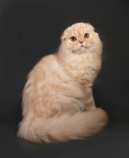 Csíkos piros bolyhos macska skót Fold ült, a szürke — Stock Fotó
