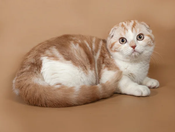 Vermelho e branco listrado Scottish Fold gato encontra-se no amarelo — Fotografia de Stock