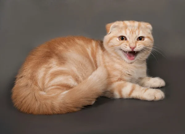 Ginger pręgowany kot szkocki Fold leży na szaro — Zdjęcie stockowe
