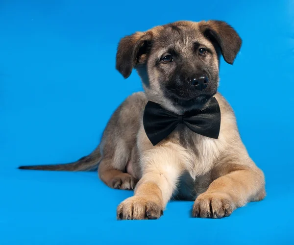 Thin yellow puppy in bow tie lying on blue — Stock Photo, Image