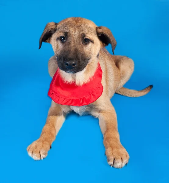 Thin yellow puppy in red bandanna lying on blue — Stock Photo, Image