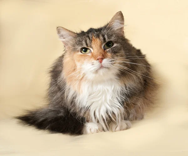 Tricolor cat lying on yellow — Stock Photo, Image