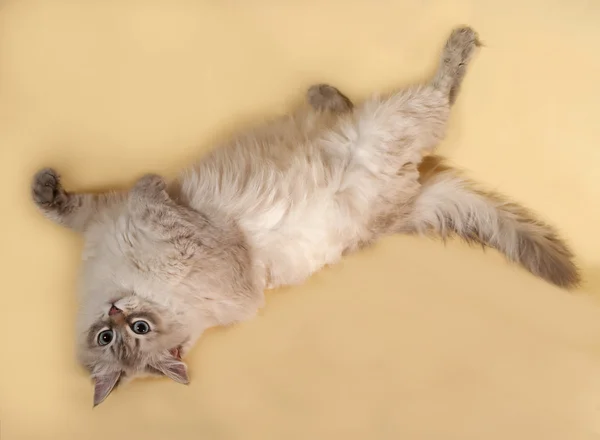 Il punto di foca del gatto siberiano giace sul giallo — Foto Stock