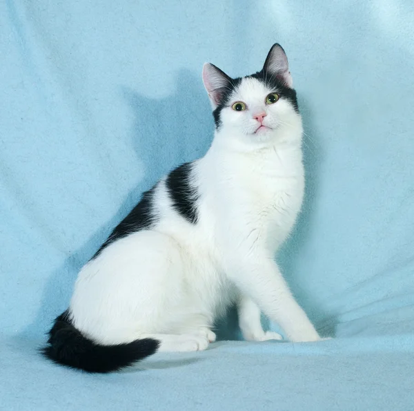 Biały z czarnymi plamami kotka siedzi na niebiesko — Zdjęcie stockowe