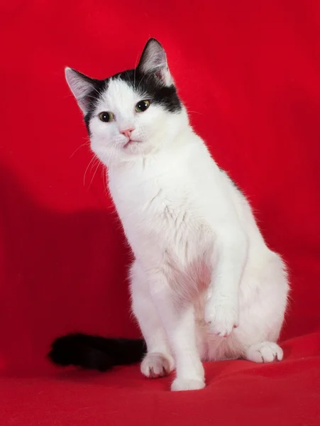 Blanco con manchas negras gatito sentado en rojo — Foto de Stock