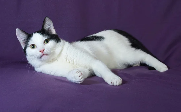 White with black spots kitten lying on lilac — Stock Photo, Image