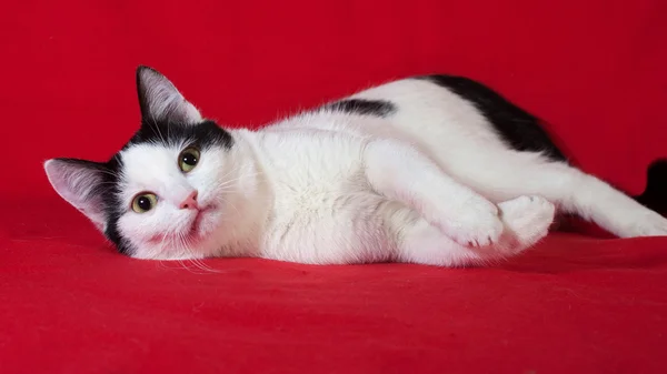 Blanc avec des taches noires chaton couché sur rouge — Photo