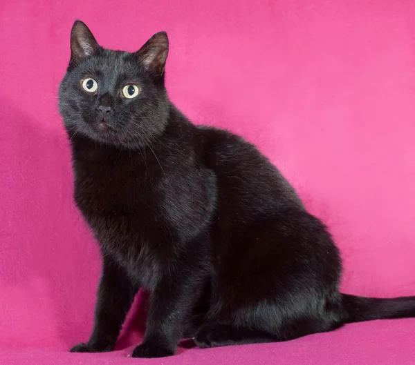 Czarny kot siedzi na szkarłat — Zdjęcie stockowe