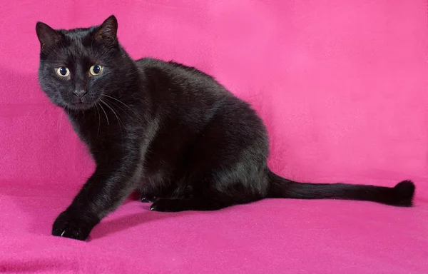 Schwarze Katze sitzt auf purpurrotem Grund — Stockfoto