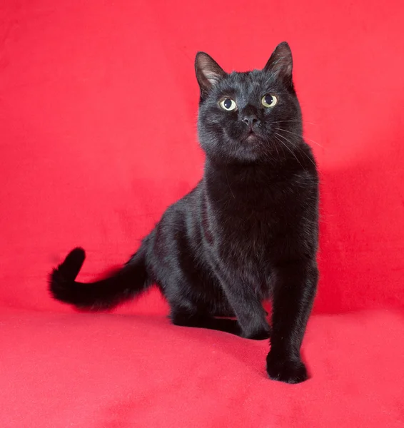 Chat noir debout sur le rouge — Photo