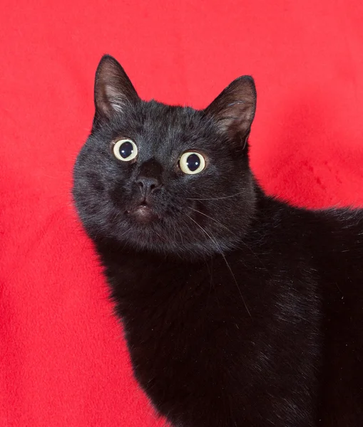 Gato preto em vermelho — Fotografia de Stock