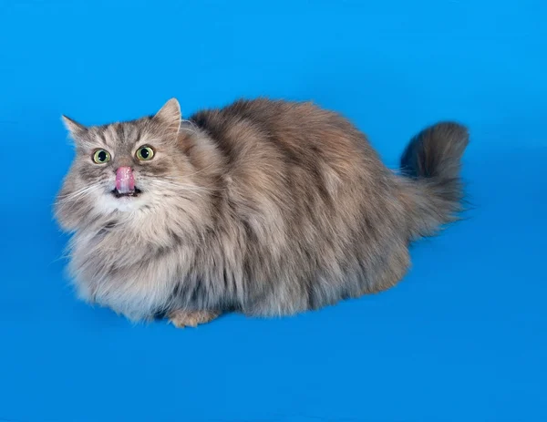 Tricolor fluffy cat licked on blue — Stock Photo, Image