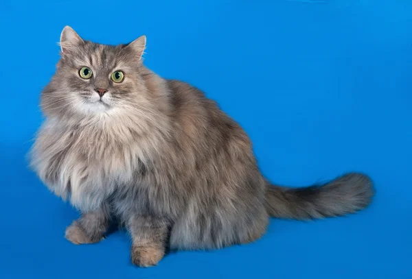 Tricolor fluffy cat sitting on blue — Stock Photo, Image