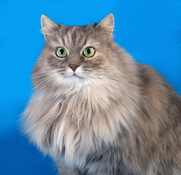 Tricolor fluffy cat on blue — Stock Photo, Image