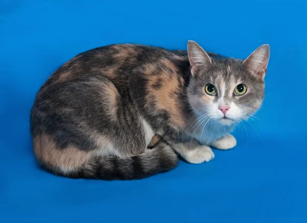 Трехцветная кошка, сидящая на голубом — стоковое фото