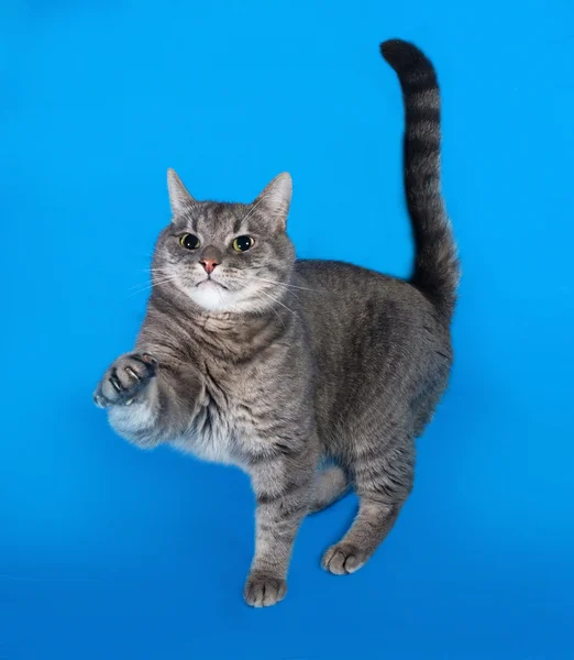 Grau gestromte Katze auf blau gekratzt — Stockfoto