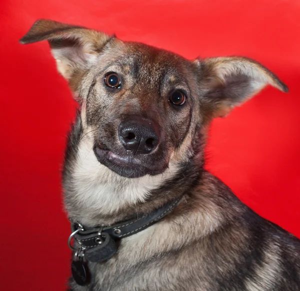 Gray dog with collar on red — Stock Photo, Image