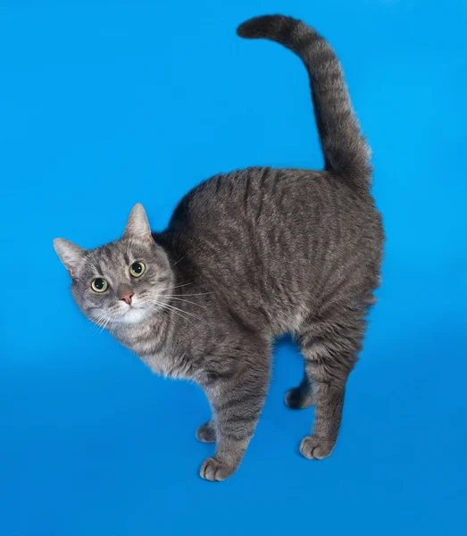 Cinza gato tabby de pé em azul — Fotografia de Stock