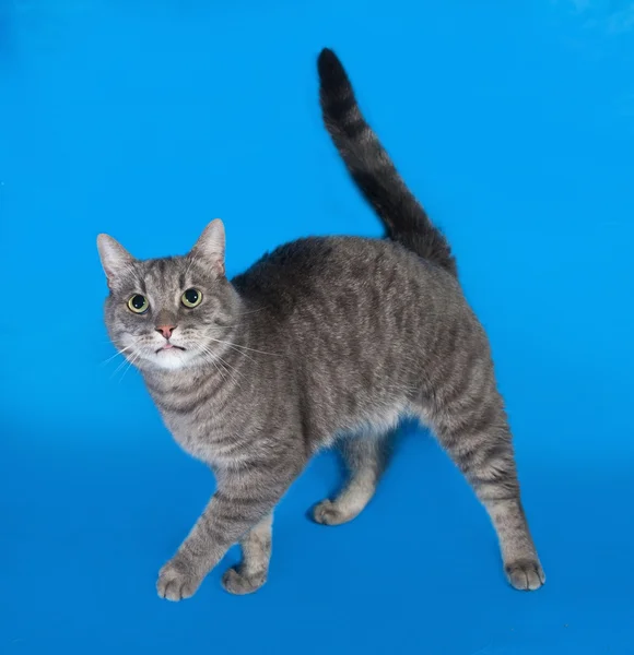 Gray tabby cat going on blue — Stock Photo, Image