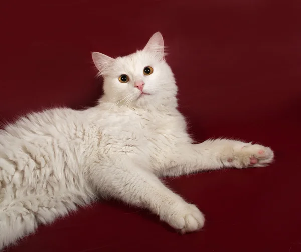 Белый пушистый кот лежит на бордовом — стоковое фото
