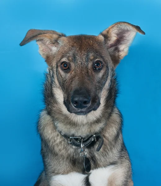 Graues Hundehalsband auf blauem Grund — Stockfoto