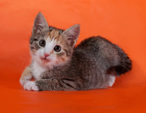 Tricolor rayas gatito acostado en naranja — Foto de Stock