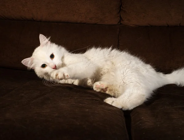 Fluffy white cat lying on sofa — Stock Photo, Image