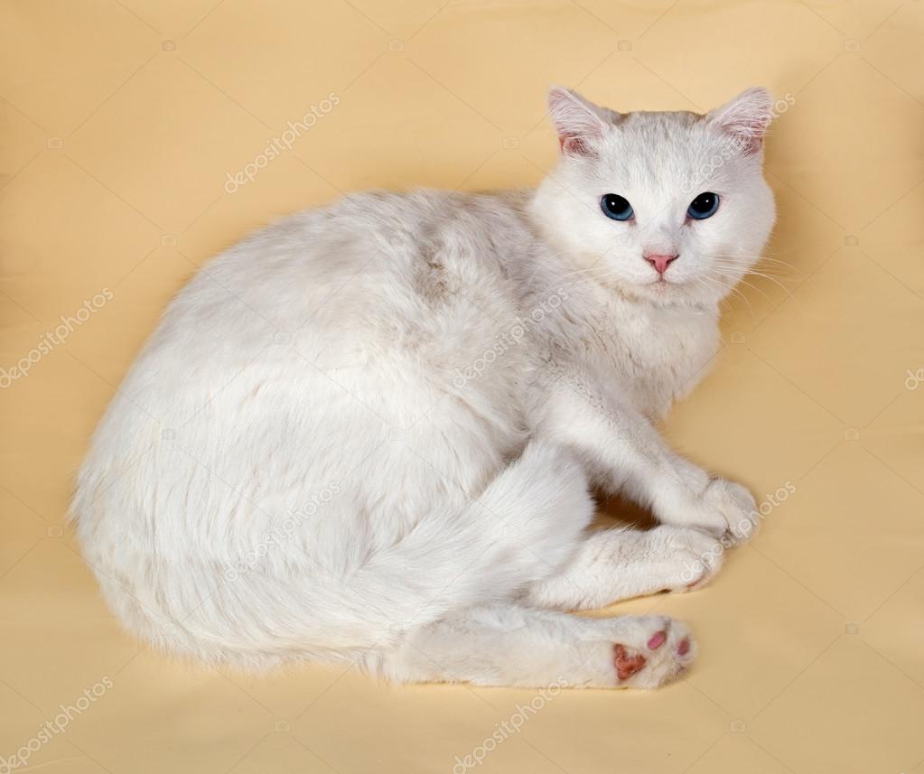 Chat Blanc Aux Yeux Bleus Se Trouvant Sur Jaune