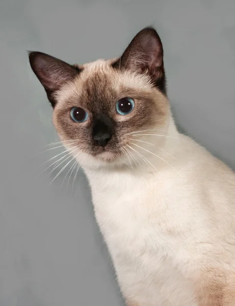 Thaise kat met blauwe ogen op grijs — Stockfoto