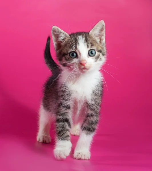 Vit med randig kattunge på rosa — Stockfoto