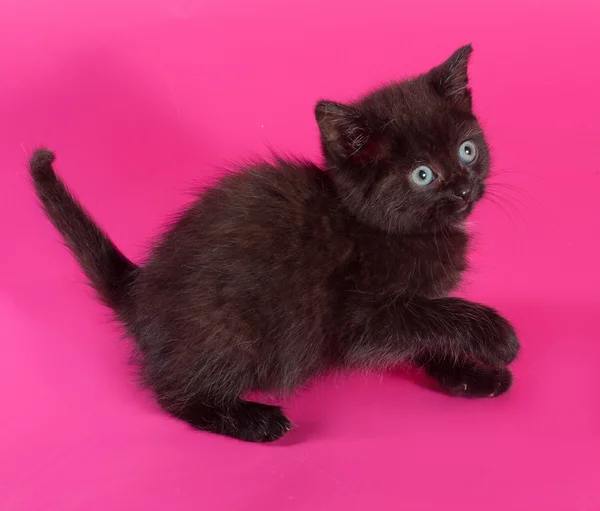Negro esponjoso gatito jugando en rosa —  Fotos de Stock