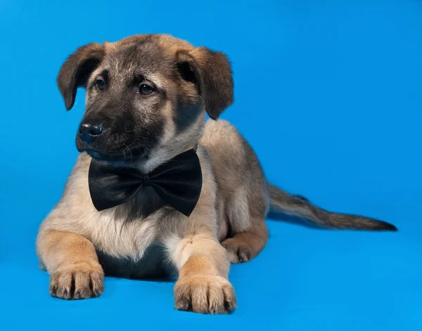 Thin yellow puppy in bow tie lying on blue — Stock Photo, Image