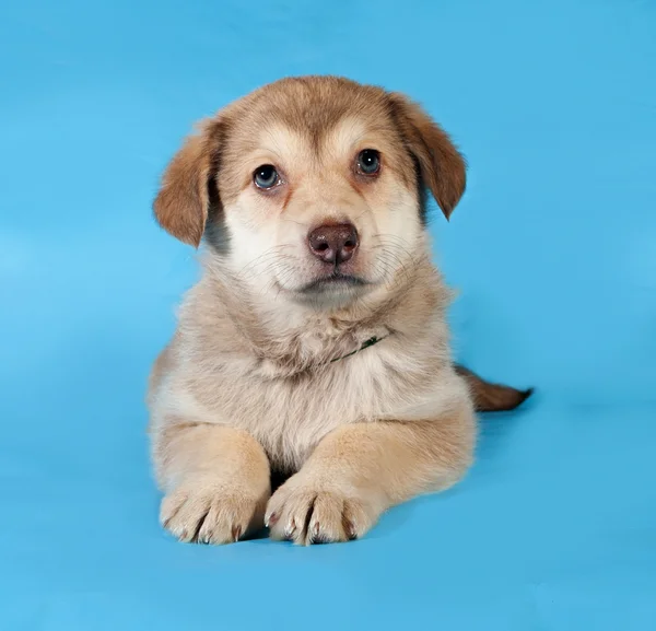 Cachorro amarillo acostado sobre azul —  Fotos de Stock