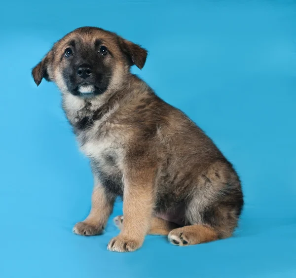 Bruin pup zittend op blauw — Stockfoto